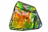 Iridescent Ammolite (Fossil Ammonite Shell) - Rainbow Colored #301648-1